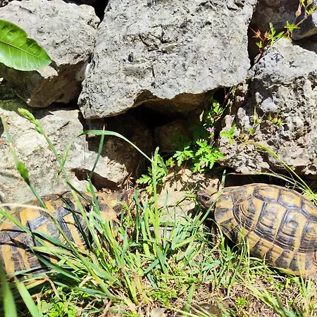 Casa de Férias The Old Stone House Dida Jure *