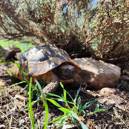 Hébergement de vacances The Old Stone House Dida Jure Pridraga