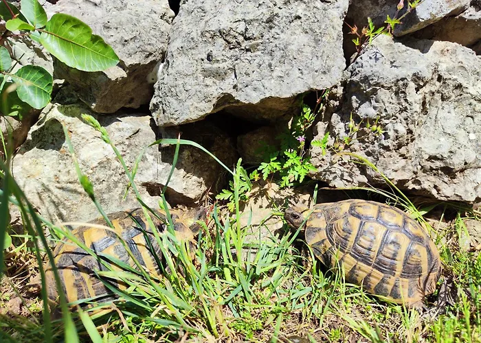 펜션 The Old Stone House Dida Jure *